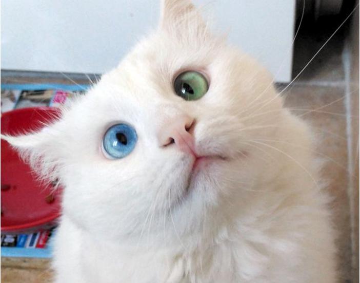 萌喵网最新聚焦，宠物猫的世界